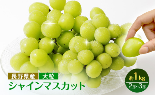 2026年産ぶどう  大粒 長野市産 シャインマスカット 約1kg入り 2～3房 葡萄 ブドウ フルーツ 果物 シャイン マスカット デザート おやつ 信州