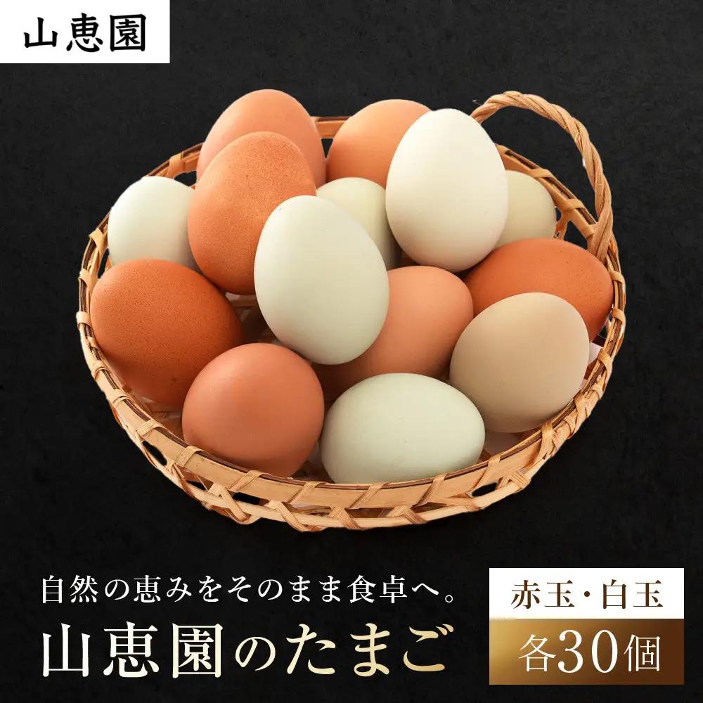 山恵園のたまご（ネラ赤玉30個＋アローカナ白玉30個）| たまご 卵 赤玉 白玉  鶏卵 養鶏場 湯河原町