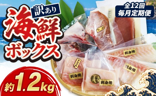 【訳あり】 毎月定期便 全12回 訳あり 海鮮 ボックス 1.2kg セット 冷凍 真空パック おまかせ マグロ まぐろ 鮪 生まぐろ 鯛 たい かんぱち 勘八 シマアジ ヒラマサ 平昌 新鮮 魚 魚介 海鮮 海産物 海 特産品 海の幸 産地直送 国産 三重県 南伊勢 伊勢 志摩 城水産
