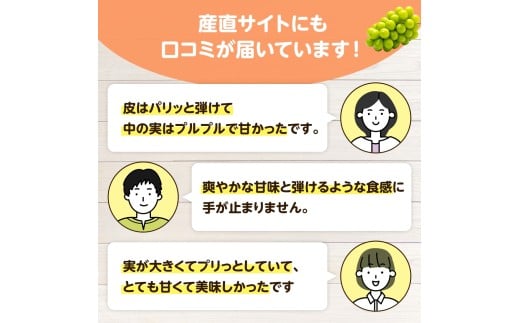 【2026年先行予約】 ここちとふぁーむ 【ご自宅用】 岡山県産 シャインマスカット お試し1房 500g以上 【koko014-01】