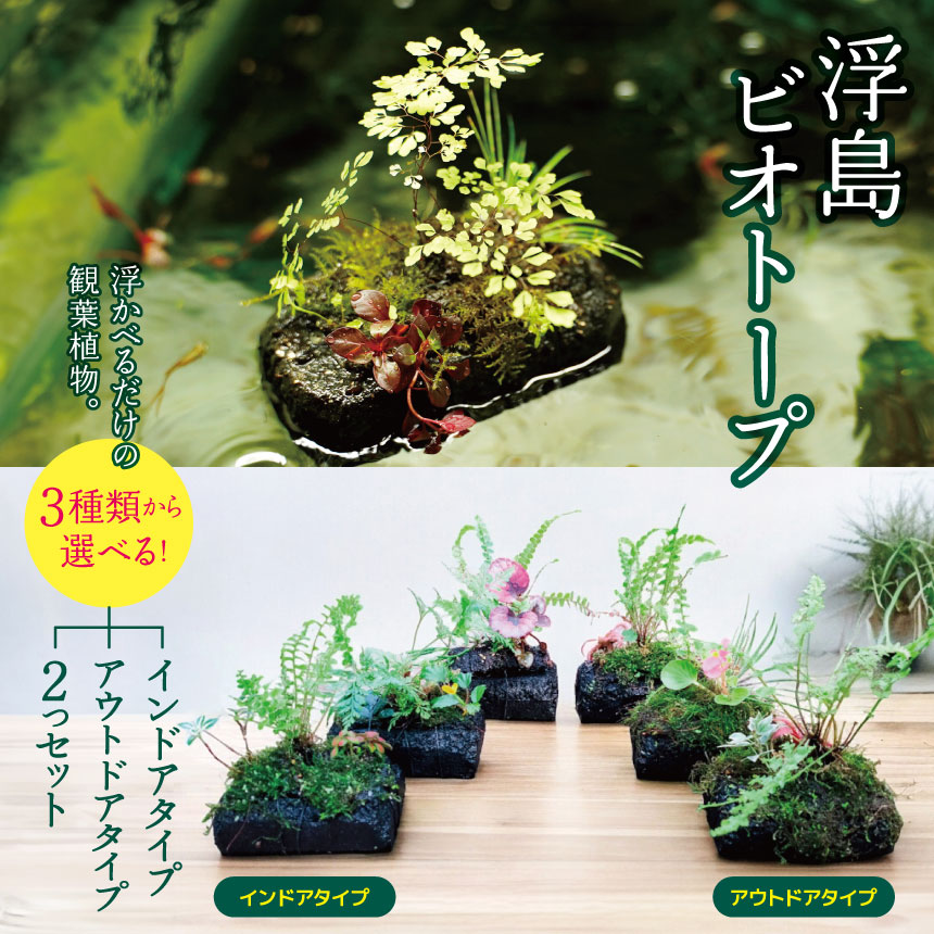 【ふるさと納税】★ 期間限定 ★＼ 選べる！ ／【 浮島 ビオトープ 】≪ 観葉植物 ≫ 植栽済み 水槽 ピクタ | 自動給水 水やり不要 　寄せ植え 植物 グリーン 癒し 鑑賞 メダカ テラリウム ベコニア シダ おまかせ 千葉県 君津市 きみつ