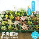 【ふるさと納税】多肉植物 抜き苗 アソート 40セット 詰め合わせ 多肉植物 観葉植物 インテリア 寄せ植え 誕生日プレゼント オシャレ 多肉 観葉 おまかせ セット 植物 苗 種類 色々 ランダム 農園直送 栽培 ガーデニング 寄せ植え用 多肉専科 送料無料