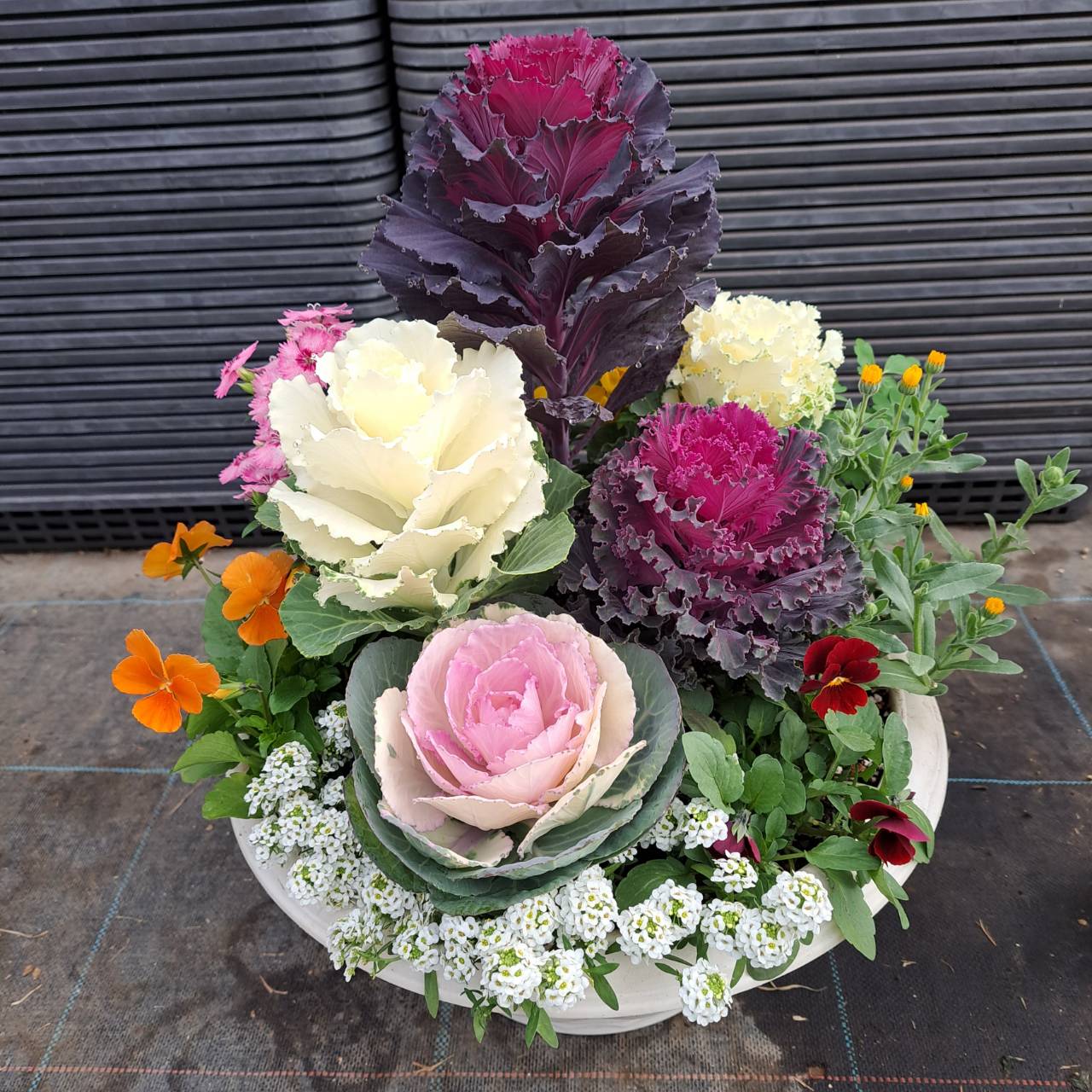 【ふるさと納税】ハボタンの寄せ植え | ハボタン ミニハボタン 寄せ植え 冬の花 冬の寄せ植え 花苗 花 ガーデニング 鉢花 葉牡丹 葉 長持ち鉢花 園芸 ガーデン 庭 庭を彩る 飾り 初春まで楽しめる 過湿注意 兵庫県 上郡町