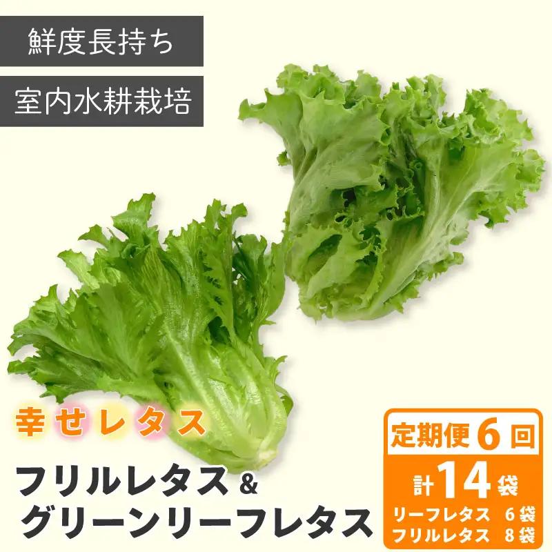 定期便 6回 レタス 2種 計14個 野菜 レタス