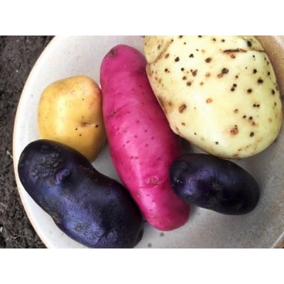 岸田農園産の彩豊かな6種の食べ比べじゃがいもセット