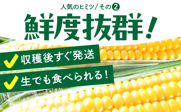【先行予約】＜2026年7月下旬以降発送>スイートコーン ゴールドラッシュ 8本～10本【八丁屋】とうもろこし [HAO001]