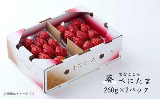 ＼ 期間限定 特別寄附額 ／ べにたま 【260g×2パック】まなこころ・葵 いちご