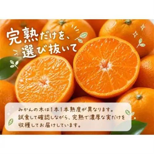 【2026年11月下旬より発送】有田の小粒みかん5kg　(S～3Sサイズ混合)【1568350】