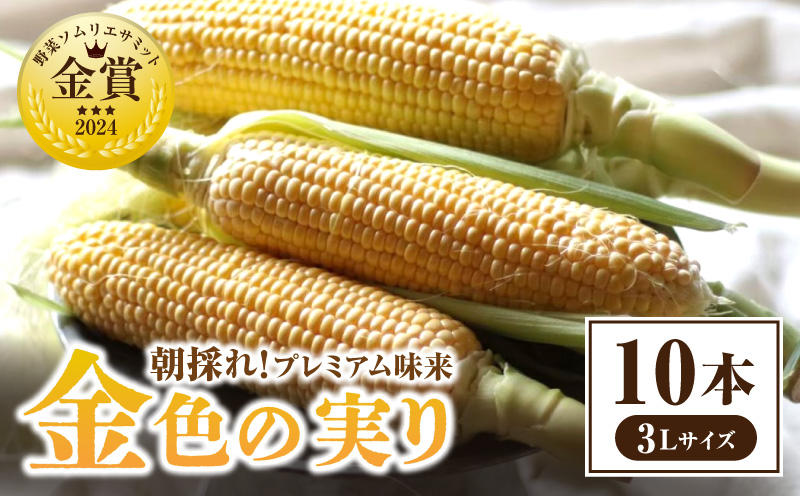 【12月限定価格】朝採れ！プレミアム味来～金色の実り～10本・S065_c2