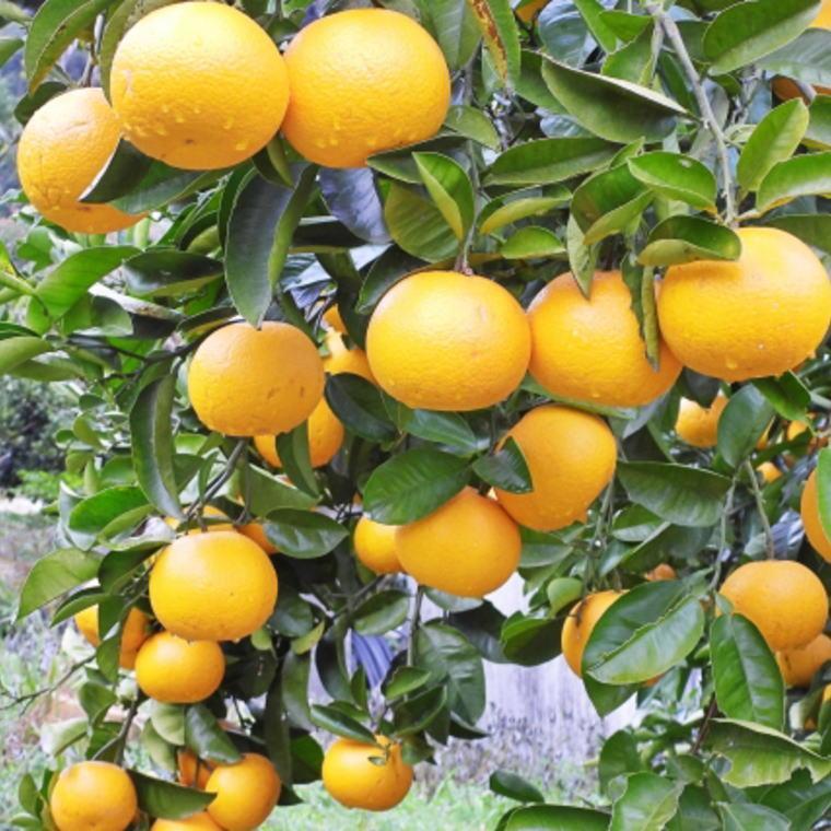 ［産直］和歌山由良町産の木成り熟成八朔訳ありご家庭用約10kg（サイズ混合）★2026年3月中旬頃より順次発送［TM134］XH92123_イメージ3