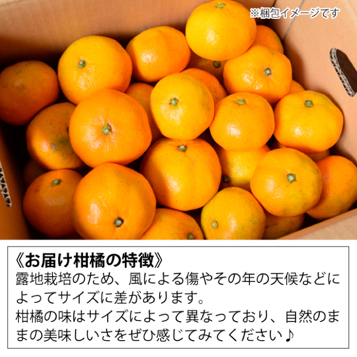 みかん 柑橘【先行受付】【2025年12月以降発送】糖度が高く濃厚！ 石地みかん ＜約2.5kg＞ 広島 三原 佐木島 鷺島みかんじま 017041