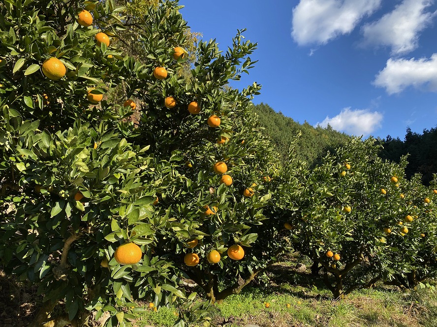 【自然栽培】宮内伊予柑 皮ごとストレート 300ml 6本 ジュース 果汁100％ 愛媛県産