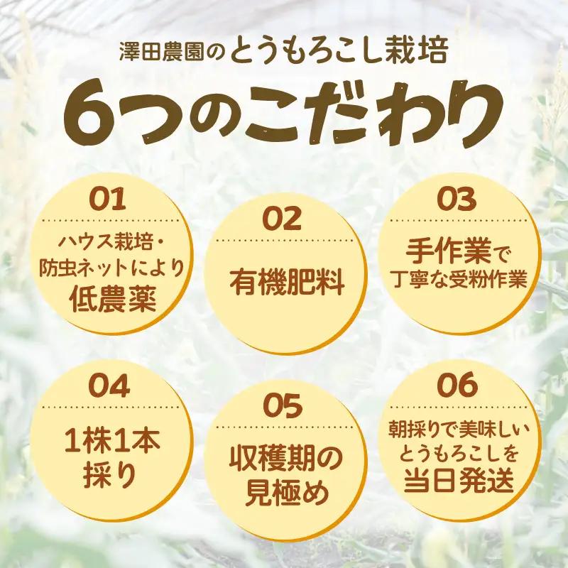 【先行予約】秋とうもろこし 5本 おおもの 黄色 朝採り ／ 期間限定 数量限定 ハウス栽培 産地直送 甘い スイートコーン とうもろこし 野菜 あわら ※2026年10月10日より順次発送 [aw0