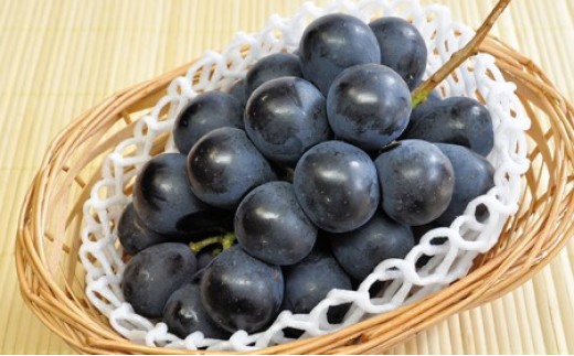 
                  J0501 長野市産 ナガノパープル2kg【2026年9月以降出荷分】果物 くだもの フルーツ デザート 種無し 大粒 旬 長野市
                