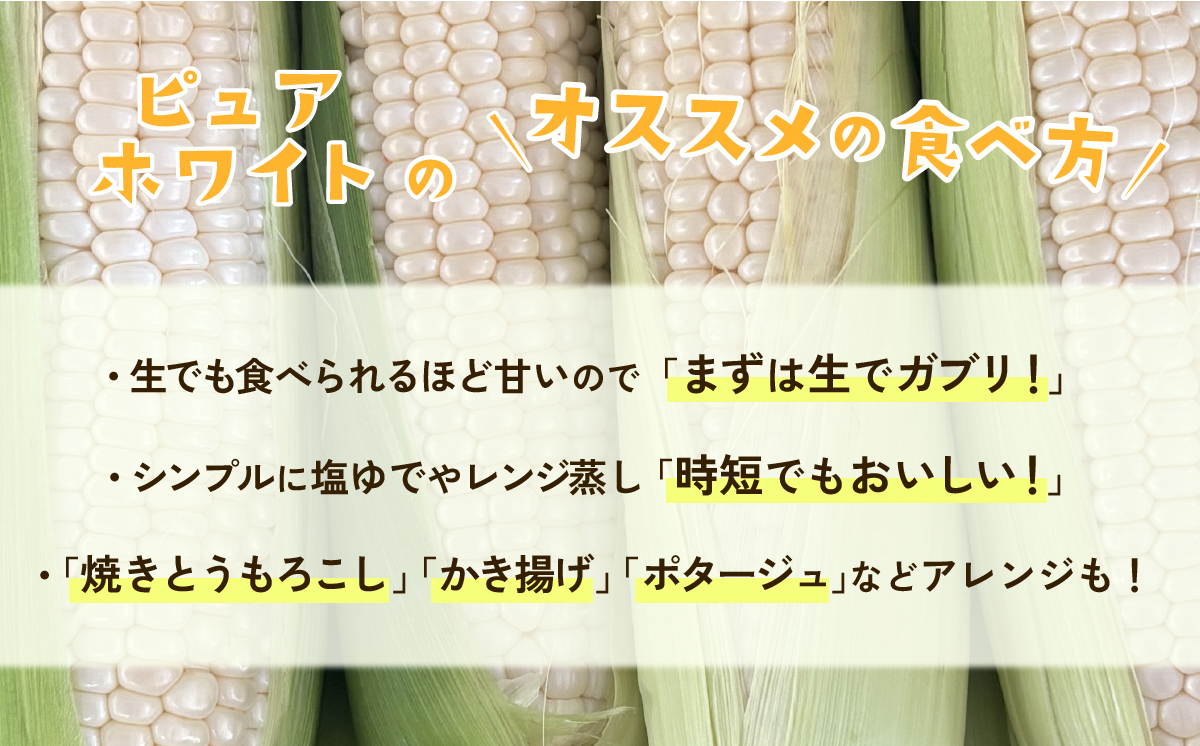 【先行予約】【訳あり】下妻産朝採りとうもろこし（ピュアホワイト）約6kg【2026年6月下旬～7月下旬ころ順次発送予定】【 とうもろこし とうきび トウモロコシ 甘い スイーツ デザート ピュアホワイ