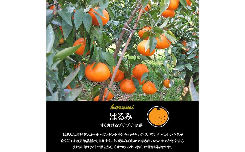 【希望の島】 はるみ 特選品 中玉 2kg