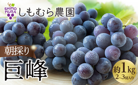 ぶどう 朝採り巨峰 約1kg 2～3房入 ぶどうの王様