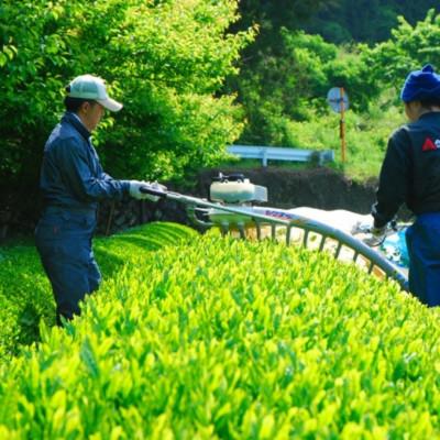 ふるさと納税 藤沢市 「丹沢大山茶(金)80g　水を守るお茶100g×2袋」オリジナル茶さじ1本付き詰め合わせ |  | 02