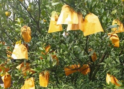 【周防大島産】せとみ（晩柑類） 5kg