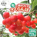 【ふるさと納税】 さくらんぼ 高砂 佐藤錦 紅秀峰 選べる容量 約500g 約1kg 2025年 先行予約 期間限定 数量限定 採れたて大粒 大玉 果物 くだもの 夏果実 サクランボ チェリー 高級 鉄分 美肌効果 疲労回復 山梨県 北杜市産 送料無料