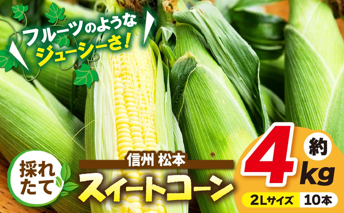 
                  【先行受付：8月発送】信州産 採れたてスイートコーン 約4kg(２Lサイズ10本) ｜ふるさと納税 信州 松本 松本市 信州産 長野県 スイートコーン コーン 採れたて とうもろこし 甘い
                