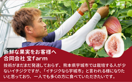 イチジク ハウスイチジク 約4kg（約250g×16パック） 【合同会社宝Farm】 【6月上旬から8月下旬発送予定】※離島配送不可 宇城市産イチジク 国産イチジク 熊本県産イチジク
