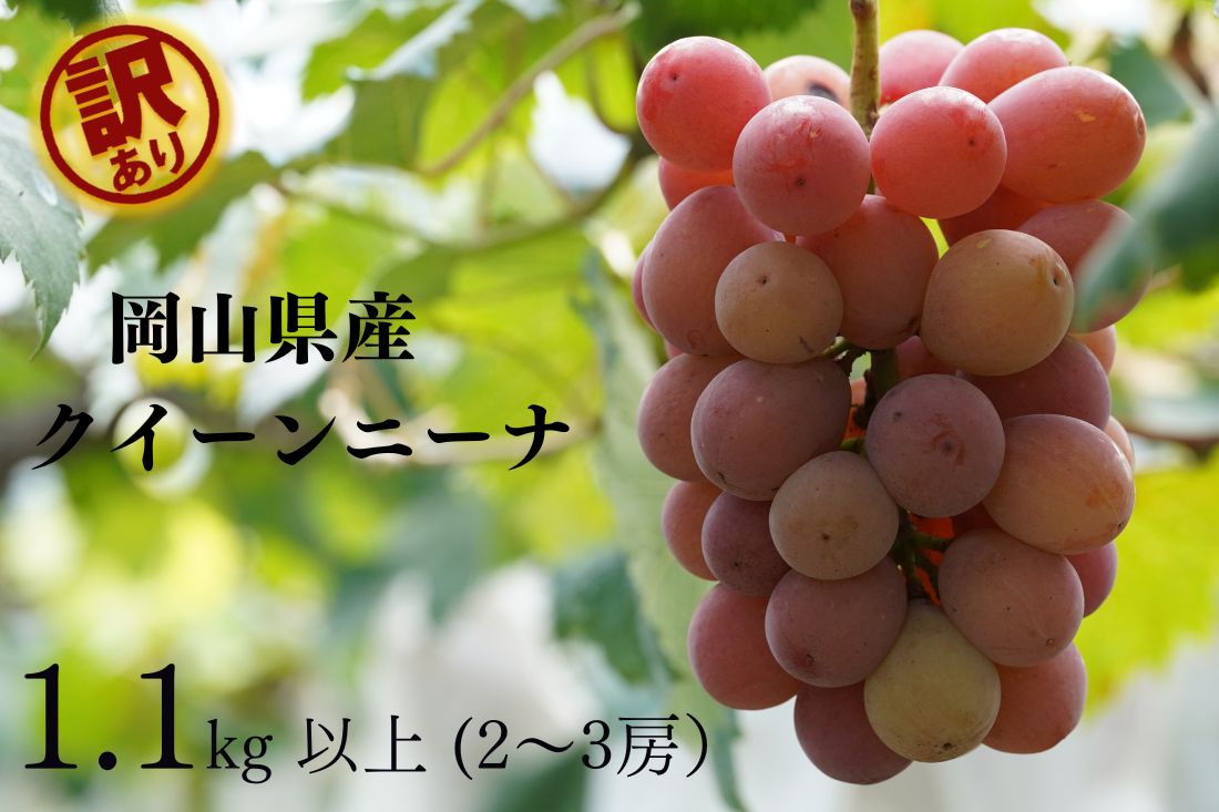 【ふるさと納税】訳あり クイーンニーナ 2～3房 合計1.1kg以上 産地直送 朝採れ ぶどう ブドウ 葡萄 フルーツ くだもの 果物 果物 Kawahara Green Farm 2026年 糖度20度 完熟 冷蔵 岡山県産 国産 岡山県 倉敷市 送料無料