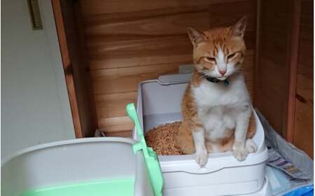 【3か月定期便】森のねこトイ レくずれるタイプ（5L×4袋入り） / ねこ トイレ ネコトイレ 猫 トイレ ペットトイレ 猫砂 システムトイレ用 国産 ヒノキ 檜 紀州ひのき 紀州ヒノキ 抗菌 消臭 