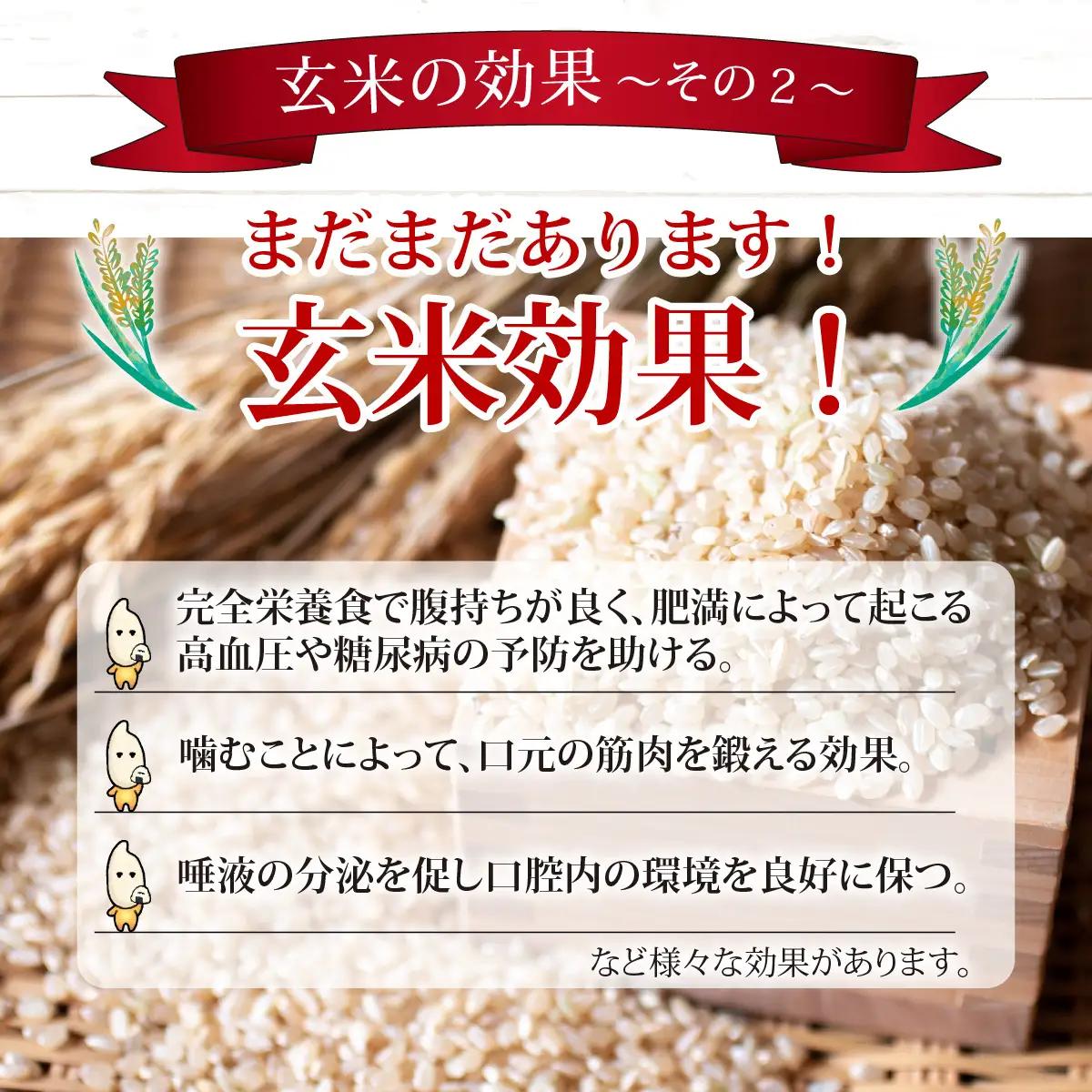 【3ヶ月定期便】【玄米】 令和8年度産　新米 永平寺町産 農薬不使用・化学肥料不使用 特別栽培米 コシヒカリ 10kg×3ヶ月 計30kg 10月上旬より順次発送 １０キロ 10kg 米  米 お米 