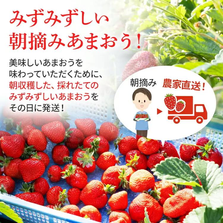 いちご ジャム用あまおういちご 2kg 【2月後半～5月前半発送】BD07