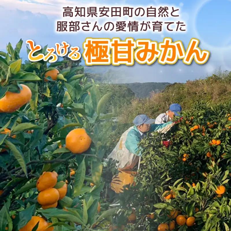 とろけるみかん 安田町 生まれ はっとり育ち とろけるみかん 5kg 5キロ Mサイズ HT-14
