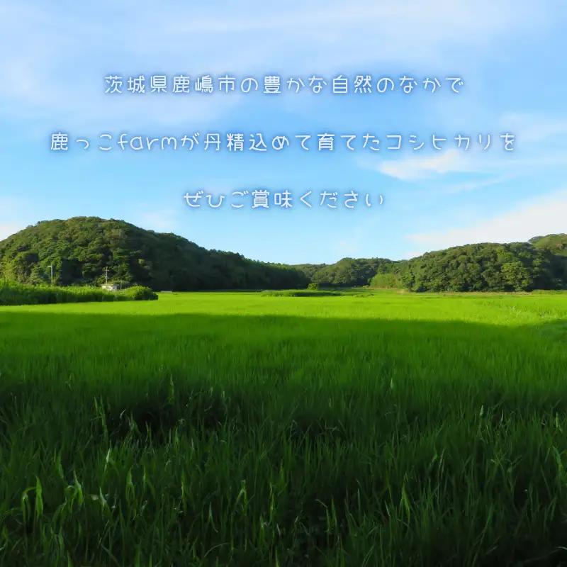 【先行予約】 コシヒカリ 無洗米 5kg 数量限定 国産 産地直送 コシヒカリ 茨城県 鹿嶋市