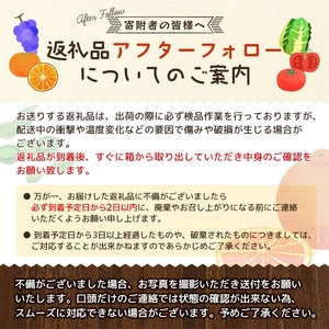 (冷蔵)大粒 古都華 イチゴ 2パック / 寺田農園 希少 プレミアム 高糖度 酸味 バランスの良い 苺 奈良県 葛城市【trdf001】