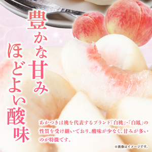 【配送不可地域：北海道・沖縄県・離島】もも 桃 あかつき 白桃 白鳳 神田桃園 【2025年7月中旬から順次発送】香川県三豊市産「あかつき」（約3kg）_M51-0011