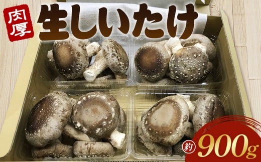 行田産こだわり生椎茸　約900g ／ きのこ しいたけ シイタケ 埼玉県 No.135