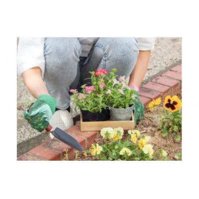 ふるさと納税 佐川町 年4回 季節のお任せ鉢花(ポット植え)定期便 |  | 01