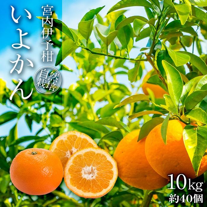 【ふるさと納税】 【 先行予約 2026年1月中旬ごろ発送】 家庭用 みかん 宮内伊予柑 いよかん 10kg(約40個) 自然栽培 | 伊予柑 ミカン 柑橘 みかん 期間限定 フルーツ 果物 果実 愛媛県産 愛媛 松山 農薬不使用