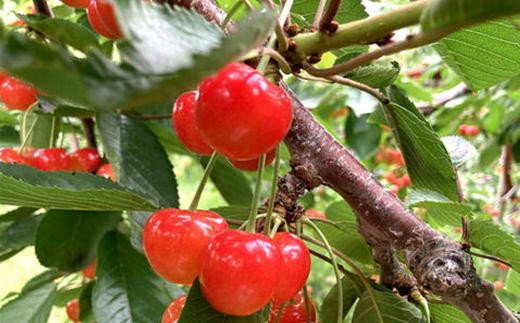 8-020-008　山口さんちのさくらんぼ 紅秀峰（2L）800g