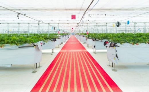 
            [№5904-0271]JAL Agriport　いちご狩りペア入場券 体験チケット チケット
          