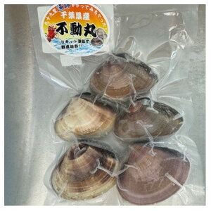 はまぐり 約1kg 大サイズ 天然 【 ハマグリ 蛤】