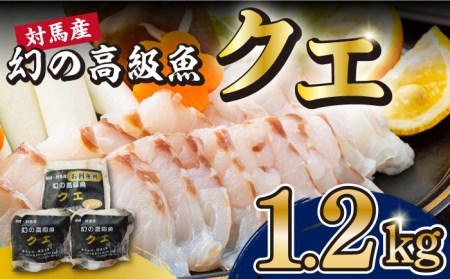 対馬産 幻の高級魚 クエ 1.2kg《対馬市》【保家商事】 海鮮 魚介 鍋 高級 人気 おいしい おすすめ ランキング   九州 長崎 [WAA014]