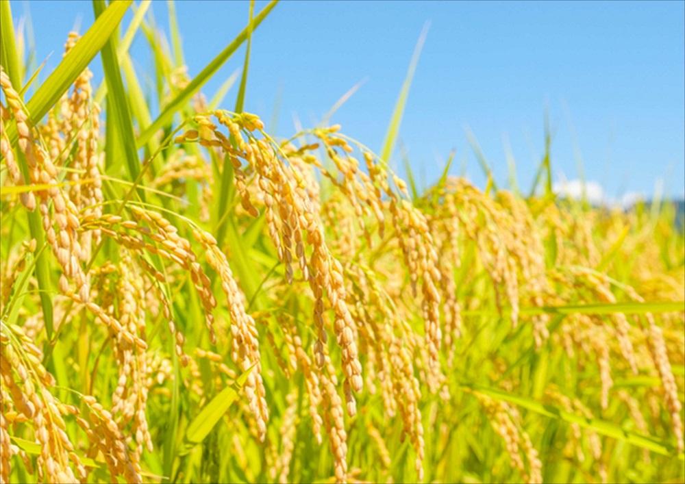 【6ヶ月連続お届け】南魚沼産コシヒカリ　5kg　新潟県　南魚沼　南魚沼産　こしひかり　米　お米