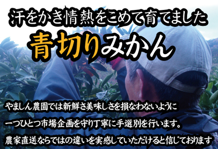 ミカン 蜜柑 柑橘 フルーツ くだもの 果物 / 【2024年秋頃発送予約分】【農家直送】こだわりの青切りみかん 約7.5kg サイズお任せ 有機質肥料100%　※2024年9月下旬より順次発送予定（