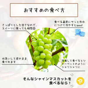 【発送月固定定期便】旬のフルーツセット シャインマスカット約1.8kg/ル・レクチェ約3kg 全2回