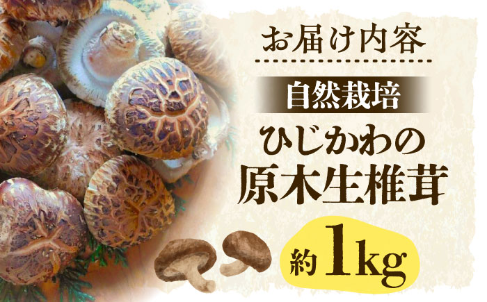 【先行予約】【11月上旬から順次発送】自然栽培！ひじかわの原木生椎茸 約1kg　愛媛県大洲市/中野はじめ商店 [AGBO001]しいたけ きのこ キノコ 茸 こんぶ 手作り お土産 保存食 ご飯のお供