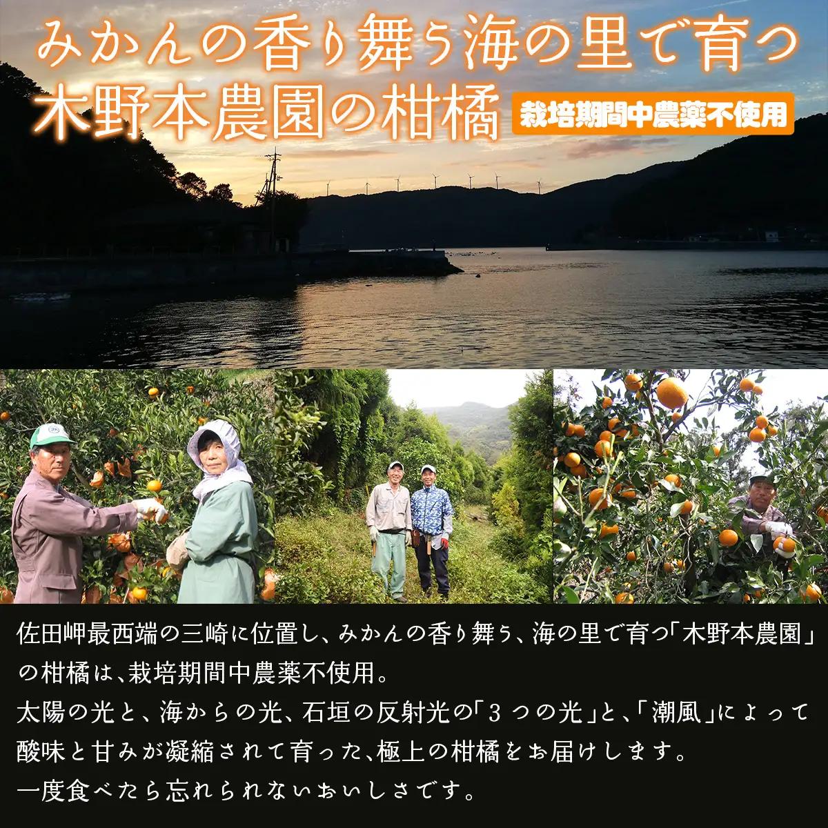 【栽培期間中農薬不使用】【先行受付】【数量限定】農園直送！愛媛県産 きよみ 10kg （2027年3月上旬頃より順次発送） IKTG022