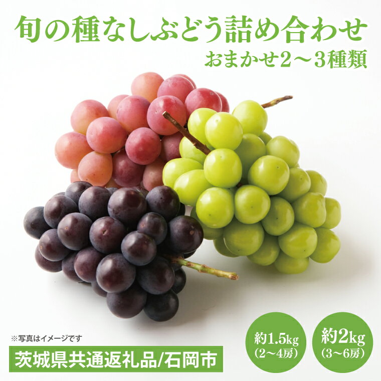 【ふるさと納税】選べる内容量 2026年8月下旬～9月下旬発送 旬の種なしぶどう詰め合わせ（茨城県共通返礼品/石岡市）ブドウ 巨峰 ビオーネ 伊豆錦 ゴルビー セット 安芸クイーン フルーツ 果物 くだもの 水戸市 水戸（MF-1）