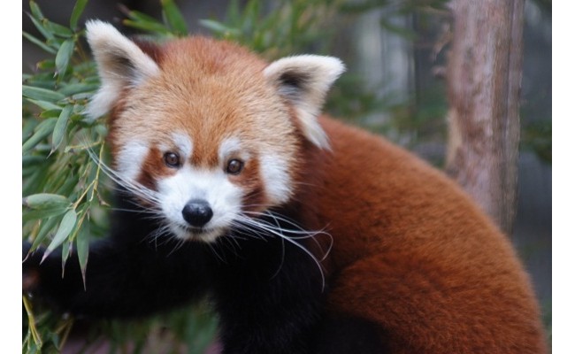 
熱川バナナワニ園　入園　招待券　4枚　B002／熱帯　動植物園　チケット　静岡県　東伊豆町
