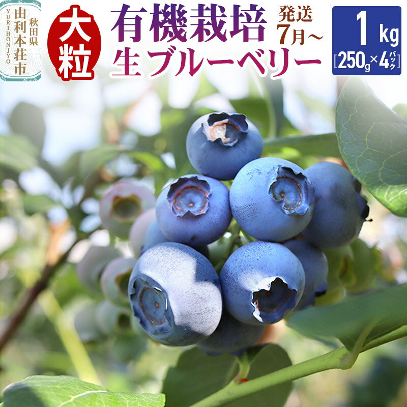 【ふるさと納税】【発送7月から順次】田口農園 秋田県産 大粒 ブルーベリー 生 合計1kg（250g×4パック）