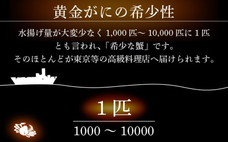 黄金ガニ（特大サイズ） × 1杯 「ズワイガニと紅ズワイガニのあいのこ」幻のカニを浜茹ででお届け！【6月発送分】【黄金がに カニ 姿 ボイル 冷蔵 福井県】希望日指定可 備考欄に希望日をご記入ください